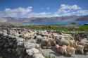 Ladakh_goats