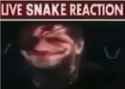 snake