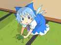 cirno pepe
