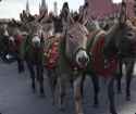 surviving russian veteran parade
