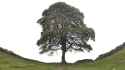 skynews-sycamore-gap-tree-last_6901601