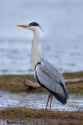 Graureiher_Grey_Heron
