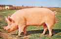 Yorkshire-boar