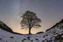 Sycamore+Gap+Print