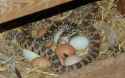 snake-and-eggs-3