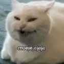 evilcatlaugh