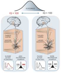 A-cellular-basis-of-human-intelligence-Higher-IQ-scores-associate-with-larger-dendrites