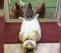COCKSANDSPREADEAGLEPUSS