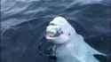 whaledimir