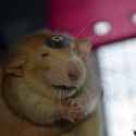 1749094782773607 Jewish Rat