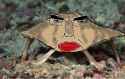 chudfish