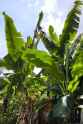 Banan