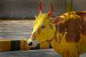 sacred cow