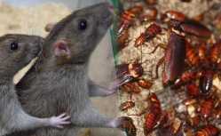 rats-cockroaches