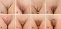 labia_minora2s
