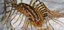 house-centipedes-ontario