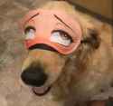 dog_lewd