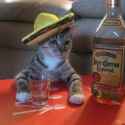 Tequila [sound=files.catbox.moe%2F1c8sn8.m4a]