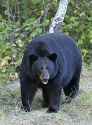 01_Schwarzbär