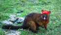 brushtail2