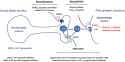 serotonin_mediated_fear_response