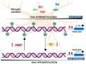 cells-13-00079-g002-550