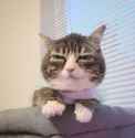winky the cat