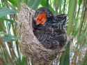 parasite bird