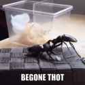 BEGONE THOT