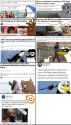 Animal attacks