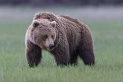 240426-grizzly-bear-mn-1230-7b8109
