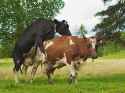 Cant_wait_for_the_bull