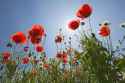 images (3) (4)