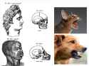 Whitoid (aryan) vs negroid