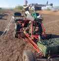 latest cope buggy