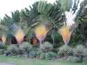 Ravenala madagascariensis - Traveler&#039;s Palm