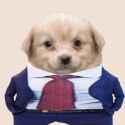 mutt