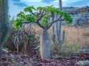 madagascar-thorn-field
