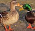 some ducks