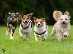 Screenshot 2025-07-07 at 23-43-46 dog - Google Search