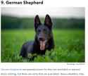 pureblack dogo