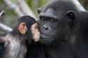 chimpanzee-conservation