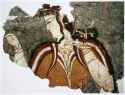 La_Dame_de_Mycènes,_fresco