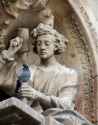 pigeon