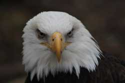 bald-eagle-stare-douglas-milligan