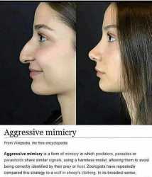 nose predator