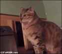 giphy (5)
