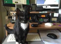 cats-splodge01[1]