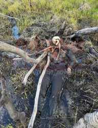 zigger skeleton