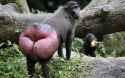 Baboon ass